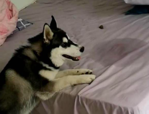 怎么让狗狗进入自己的房间(如何让狗狗进入自己的房间)-警犬训练器材厂家 _警犬训练用品_工作犬训练用品-南京开久警犬装备