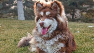 超大型犬的品种(超大型犬的品种大全 *** 及价格)-警犬训练器材厂家 _警犬训练用品_工作犬训练用品-南京开久警犬装备