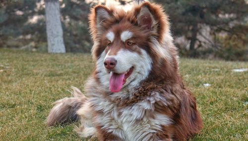 超大型犬的品种(超大型犬的品种大全 *** 及价格) - 警犬训练器材厂家 _警犬训练用品_工作犬训练用品-南京开久警犬装备-警犬训练器材厂家 _警犬训练用品_工作犬训练用品-南京开久警犬装备