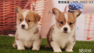 柯基狗一般生多少只(柯基狗每天吃多少)-警犬训练器材厂家 _警犬训练用品_工作犬训练用品-南京开久警犬装备