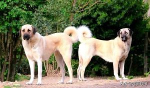 土耳其猛犬(土耳其猛犬 *** )-警犬训练器材厂家 _警犬训练用品_工作犬训练用品-南京开久警犬装备