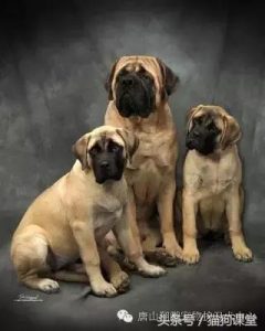 斗牛马士提夫犬  斗牛马士提夫犬价格-警犬训练器材厂家 _警犬训练用品_工作犬训练用品-南京开久警犬装备