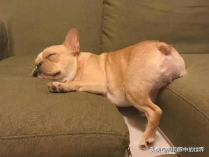 幼犬为什么打呼噜(金毛幼犬打呼噜)-警犬训练器材厂家 _警犬训练用品_工作犬训练用品-南京开久警犬装备