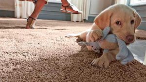 如何引导狗的斗性-警犬训练器材厂家 _警犬训练用品_工作犬训练用品-南京开久警犬装备