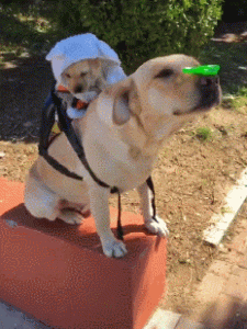 狗狗知道自己过得幸福吗(狗狗会知道自己的死亡)-警犬训练器材厂家 _警犬训练用品_工作犬训练用品-南京开久警犬装备