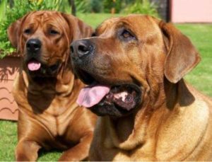 世界十大猛犬排名(大型犬排名前十名)-警犬训练器材厂家 _警犬训练用品_工作犬训练用品-南京开久警犬装备