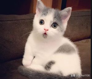 买狗狗需要到什么网站好？养狗需要什么-警犬训练器材厂家 _警犬训练用品_工作犬训练用品-南京开久警犬装备