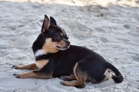 小狗的品种小狗的品种有哪些？ - 警犬训练器材厂家 _警犬训练用品_工作犬训练用品-南京开久警犬装备-警犬训练器材厂家 _警犬训练用品_工作犬训练用品-南京开久警犬装备