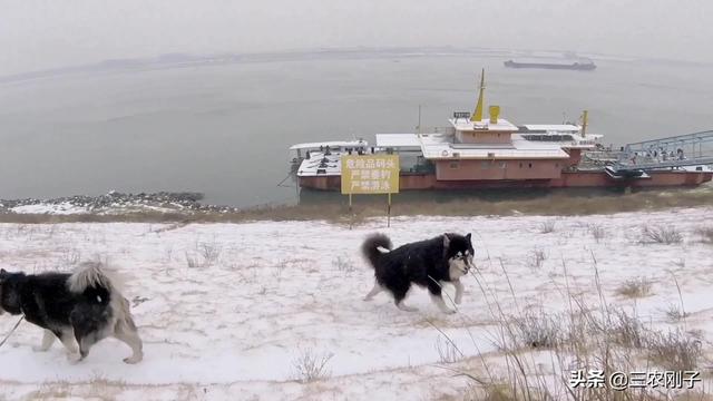 狗狗冬天怕冷吗(狗狗冬天怕冷吗金毛) - 警犬训练器材厂家 _警犬训练用品_工作犬训练用品-南京开久警犬装备-警犬训练器材厂家 _警犬训练用品_工作犬训练用品-南京开久警犬装备