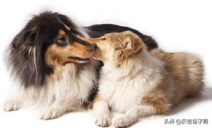 苏格兰牧羊犬性格特点解析成犬饲养(苏格兰牧羊犬的性格特点)-警犬训练器材厂家 _警犬训练用品_工作犬训练用品-南京开久警犬装备