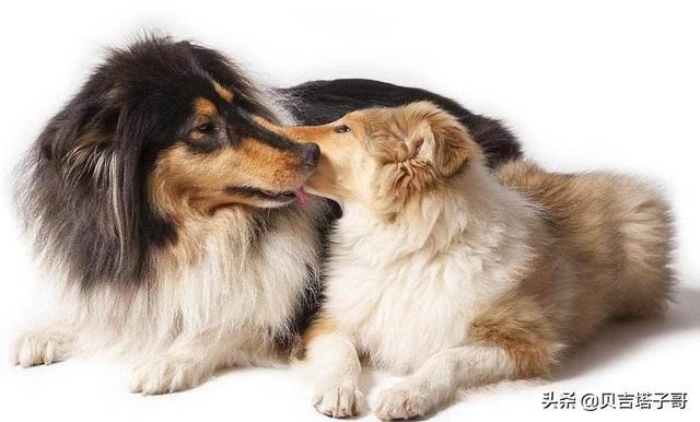 苏格兰牧羊犬性格特点解析成犬饲养(苏格兰牧羊犬的性格特点) - 警犬训练器材厂家 _警犬训练用品_工作犬训练用品-南京开久警犬装备-警犬训练器材厂家 _警犬训练用品_工作犬训练用品-南京开久警犬装备