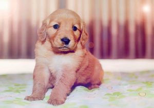 狗细小病_狗细小病吃什么药-警犬训练器材厂家 _警犬训练用品_工作犬训练用品-南京开久警犬装备