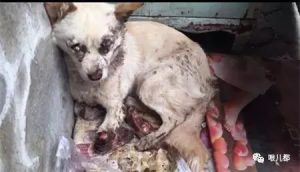 摔狗事件，摔狗事件狗主人资料-警犬训练器材厂家 _警犬训练用品_工作犬训练用品-南京开久警犬装备