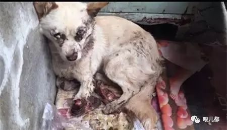 摔狗事件，摔狗事件狗主人资料 - 警犬训练器材厂家 _警犬训练用品_工作犬训练用品-南京开久警犬装备-警犬训练器材厂家 _警犬训练用品_工作犬训练用品-南京开久警犬装备