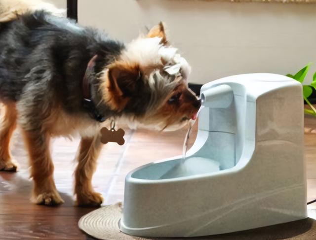 狗狗尿道口脓状液体_狗尿道流脓 - 警犬训练器材厂家 _警犬训练用品_工作犬训练用品-南京开久警犬装备-警犬训练器材厂家 _警犬训练用品_工作犬训练用品-南京开久警犬装备