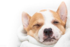 犬瘟怎么得的？细小犬瘟怎么得的-警犬训练器材厂家 _警犬训练用品_工作犬训练用品-南京开久警犬装备