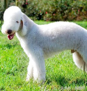 梗犬种类大全(猎犬品种大全 *** 大全)-警犬训练器材厂家 _警犬训练用品_工作犬训练用品-南京开久警犬装备