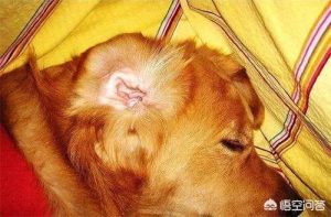 狗中耳炎吃什呢药(狗中耳炎吃阿莫西林)-警犬训练器材厂家 _警犬训练用品_工作犬训练用品-南京开久警犬装备