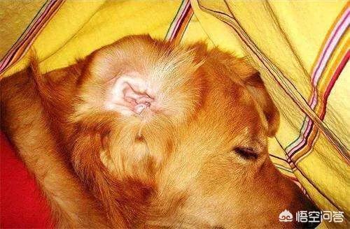 狗中耳炎吃什呢药(狗中耳炎吃阿莫西林) - 警犬训练器材厂家 _警犬训练用品_工作犬训练用品-南京开久警犬装备-警犬训练器材厂家 _警犬训练用品_工作犬训练用品-南京开久警犬装备