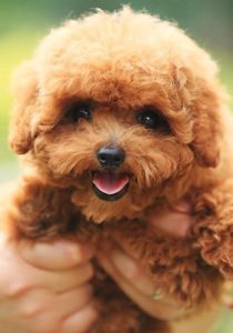 泰迪狗真的很色吗萌宠？-警犬训练器材厂家 _警犬训练用品_工作犬训练用品-南京开久警犬装备