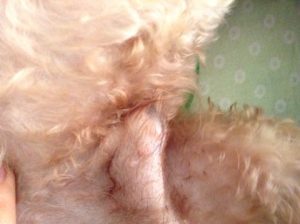 狗狗的小 *** 为什么会出来？狗狗的小鸡为什么总是出来-警犬训练器材厂家 _警犬训练用品_工作犬训练用品-南京开久警犬装备