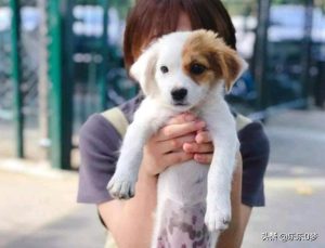 免费领养小狗的软件(免费领养猫的软件)-警犬训练器材厂家 _警犬训练用品_工作犬训练用品-南京开久警犬装备