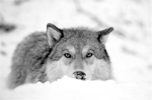 新月零犬生日(新月零犬是什么病)-警犬训练器材厂家 _警犬训练用品_工作犬训练用品-南京开久警犬装备