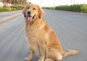 冠毛犬多少钱(白色金毛犬多少钱一只)-警犬训练器材厂家 _警犬训练用品_工作犬训练用品-南京开久警犬装备