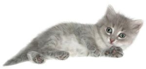 被猫抓狂犬病 被猫抓狂犬病潜伏期最长多久-警犬训练器材厂家 _警犬训练用品_工作犬训练用品-南京开久警犬装备