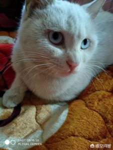 宠物狗的品种_宠物狗的品种及价格 *** 大全 小型-警犬训练器材厂家 _警犬训练用品_工作犬训练用品-南京开久警犬装备