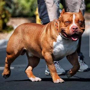 恶霸犬多少钱一(恶霸犬多少钱一只3个月的)-警犬训练器材厂家 _警犬训练用品_工作犬训练用品-南京开久警犬装备