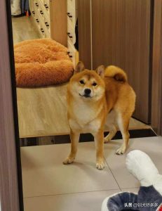 怎让狗变的厉害？怎么训练狗变厉害-警犬训练器材厂家 _警犬训练用品_工作犬训练用品-南京开久警犬装备