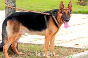 短毛黑背犬(短毛黑背犬 皮肤总是起大脓包)-警犬训练器材厂家 _警犬训练用品_工作犬训练用品-南京开久警犬装备