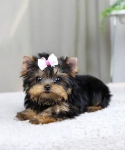 约克夏犬多少钱一只(约克夏幼犬一般多少钱一只)-警犬训练器材厂家 _警犬训练用品_工作犬训练用品-南京开久警犬装备