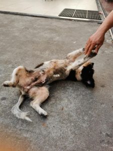 狗狗爱爱天涯论坛-警犬训练器材厂家 _警犬训练用品_工作犬训练用品-南京开久警犬装备