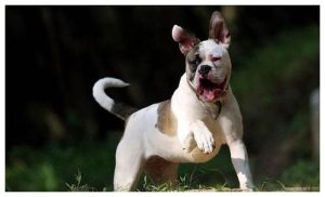 专门打架的狗叫什么名字(狗叫什么名字好)-警犬训练器材厂家 _警犬训练用品_工作犬训练用品-南京开久警犬装备