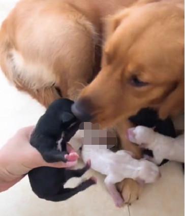 狗狗吃女人的奶:小狗狗要喝什么奶?？ - 警犬训练器材厂家 _警犬训练用品_工作犬训练用品-南京开久警犬装备-警犬训练器材厂家 _警犬训练用品_工作犬训练用品-南京开久警犬装备