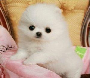 迷你博美犬吃什么迷你博美犬吃什么？博美犬不能吃什么,博美犬饮食禁忌-警犬训练器材厂家 _警犬训练用品_工作犬训练用品-南京开久警犬装备