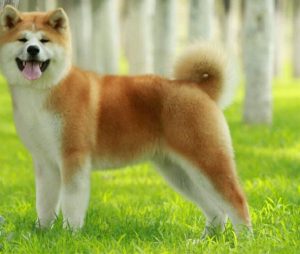 秋田犬智商排名该如何训练秋田犬-警犬训练器材厂家 _警犬训练用品_工作犬训练用品-南京开久警犬装备