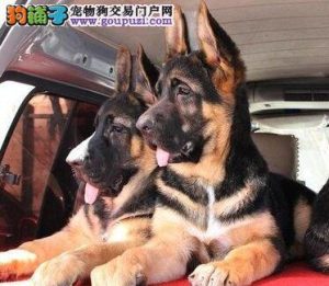 德国牧羊犬什么颜色好问答(德国牧羊犬有什么颜色)-警犬训练器材厂家 _警犬训练用品_工作犬训练用品-南京开久警犬装备