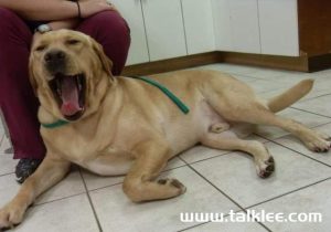 小狗咳嗽怎么办mdash【宠物圈】-警犬训练器材厂家 _警犬训练用品_工作犬训练用品-南京开久警犬装备