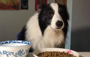 纯种边境牧羊犬市场价(边境牧羊犬市场价多少钱)-警犬训练器材厂家 _警犬训练用品_工作犬训练用品-南京开久警犬装备