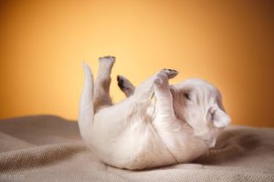 小型犬种_小型犬狗品种大全-警犬训练器材厂家 _警犬训练用品_工作犬训练用品-南京开久警犬装备