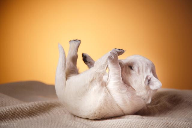 小型犬种_小型犬狗品种大全 - 警犬训练器材厂家 _警犬训练用品_工作犬训练用品-南京开久警犬装备-警犬训练器材厂家 _警犬训练用品_工作犬训练用品-南京开久警犬装备