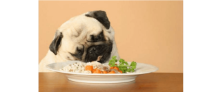 狗狗不吃东西了怎么办(狗狗什么东西都不吃怎么办)-警犬训练器材厂家 _警犬训练用品_工作犬训练用品-南京开久警犬装备