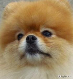 狗为什么咬老鼠？狗被老鼠咬了有事吗-警犬训练器材厂家 _警犬训练用品_工作犬训练用品-南京开久警犬装备