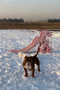 天津能带狗狗玩的地方(沈阳能带狗狗去玩的地方)-警犬训练器材厂家 _警犬训练用品_工作犬训练用品-南京开久警犬装备