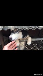 哈士奇为什么不会狗叫？猫为什么不会狗叫-警犬训练器材厂家 _警犬训练用品_工作犬训练用品-南京开久警犬装备