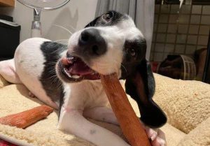 狗狗一直舔地板咽口水(狗狗一直舔地板咽口水怎么办)-警犬训练器材厂家 _警犬训练用品_工作犬训练用品-南京开久警犬装备