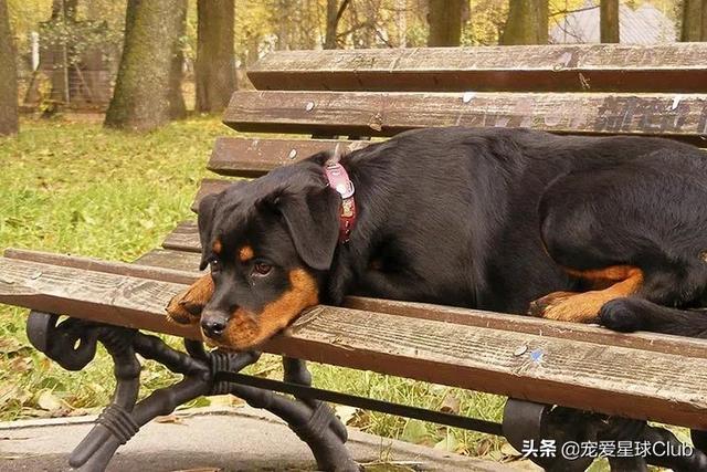 罗威拿犬(罗威纳犬的优点和缺点) - 警犬训练器材厂家 _警犬训练用品_工作犬训练用品-南京开久警犬装备-警犬训练器材厂家 _警犬训练用品_工作犬训练用品-南京开久警犬装备